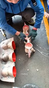 Dolls making in china | True Facts