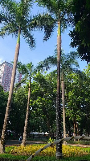 #hulahoop #hulahoopfitness #hulahoopchallenge #hulahoopdance #luneta #manila