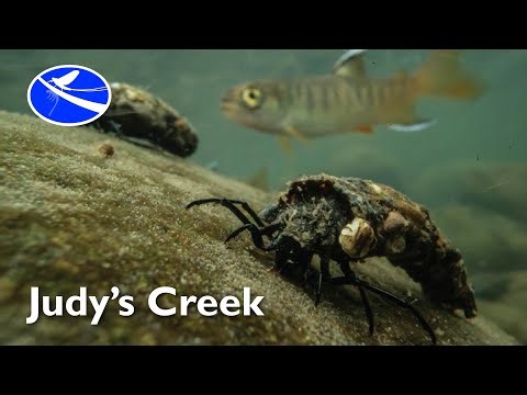 Judy's Creek - Discovering the Secret Life of the Streambed