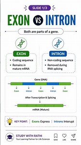 🧬 Exon vs Intron: Key Differences, RNA Splicing & Gene Expression