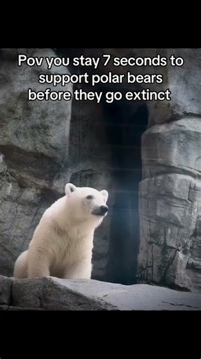 #bears #extinction #animals #globalwarming #ice