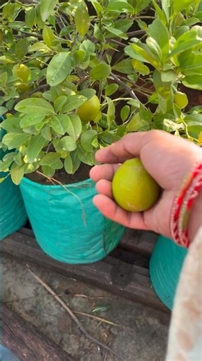 Nimbu ki harvesting |how to grow lemon plant |shorts |youtubeshorts