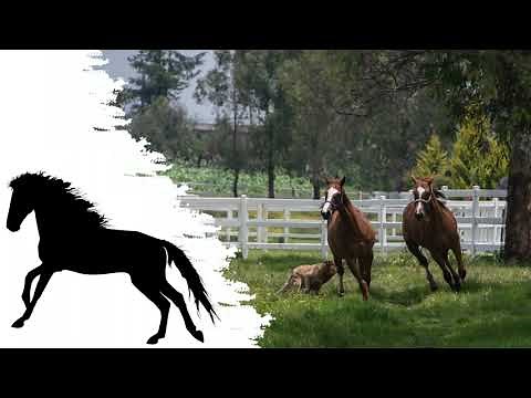 Pferd im Trab durch die Landschaft | Das Geräusch eines klappernden Pferdehufs