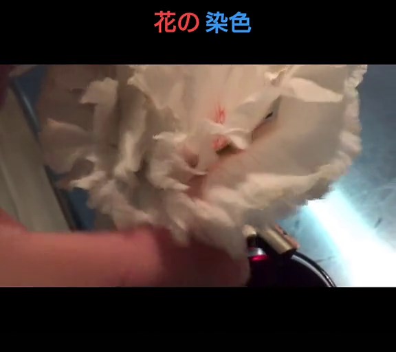 お花を染めてみました🐢🐢#身近な科学 #理科の実験 #科学 #実験 #理科