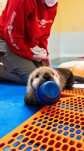 104K views · 7.6K reactions | Today's enrichment toy of choice: the bowl 簾 | Alaska SeaLife Center | Facebook