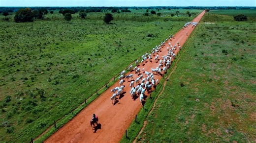 Nova Piratininga: maior fazenda do Brasil aposta na TIP para terminar 10 mil animais