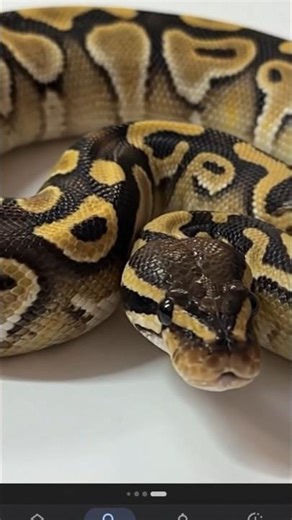 python snake sound 🐍 #python #snake #wildlife #africa #yt #ytshorts #shorts #shortvideos