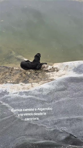 Rescate de un perro en Algarrobo: La historia de Tom