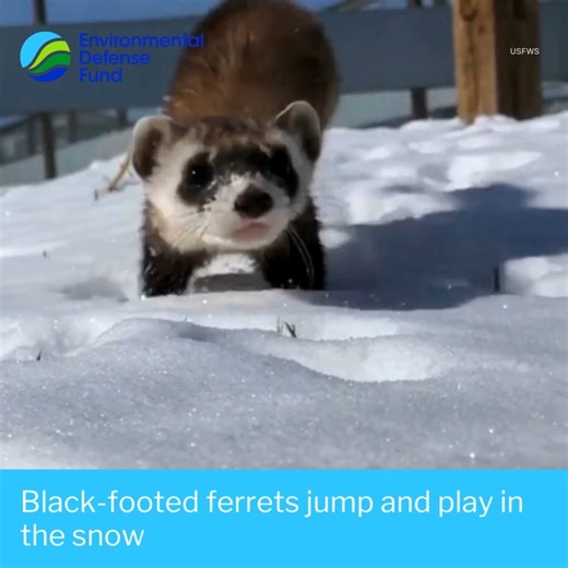 TIL: Twice in the 20th century, black-footed ferrets were thought to be extinct. According to the National Black-Footed Ferret Conservation Center, the lithe mammals once numbered in the tens of thousands, but they almost disappeared because of a combination of human-induced threats. Today, due to dedicated conservation efforts, black-footed ferret numbers are rebounding, but the U.S. Fish and Wildlife Service says more reintroduction sites are needed to recover the species. Take in a playful mo