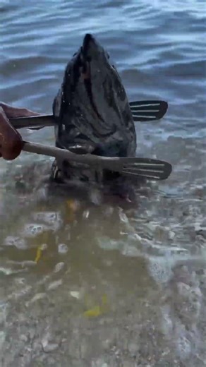 Amazing Fish Catching Trick in Shallow Water