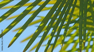 Tropical Palm Leaves Background. Leaf Palm Tree In The Forest. Saturated Green Palm Leaf. Close up.