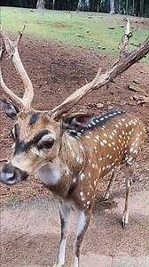 171K views · 37K reactions | August Boops! #animals #zoo #boop #buffalo #camel #deer #zebra #bison #cow #wildebeest #eland #calf | Wild Animal Safari | Facebook
