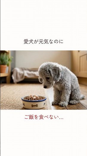 実はわがままじゃない!? 愛犬がご飯を食べない理由５選 #犬 #雑学