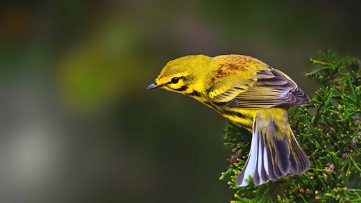 15 Common Types of Yellow Birds With Pictures