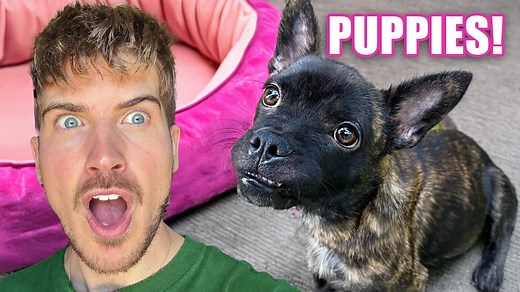 90K views · 3.7K reactions | It’s Puppy Time! My Pregnant Dog is About to Give Birth | Joey Graceffa | Facebook