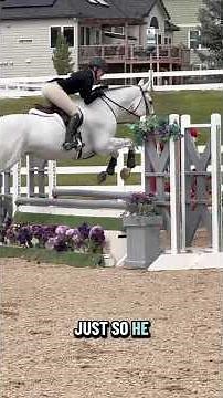 SPRING FLING THE EQ CHAMPION!!🥇🏆🥇#horse #equestrian #champion