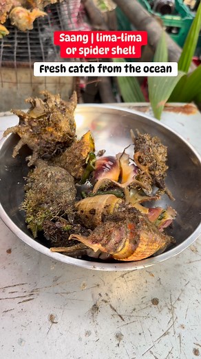 ‘’Saang | lima-lima or Spider shell”or Conch is any of a number of different medium-to-large-sized sea snails. Conch shells typically have a high spire and a noticeable siphonal canal. Conchs that are sometimes referred to as "true conchs" are marine gastropods in the family Strombidae, specifically in the genus Strombus and other closely related genera. | Archie Tenozo Perez