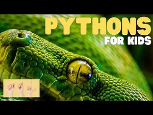 ASL Pythons for Kids