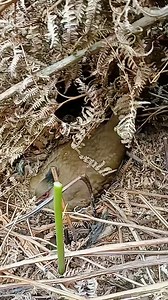 Natural Bird Check | Natural Bird Check