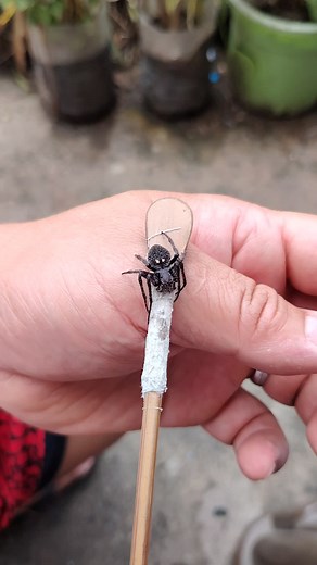 Gagamba Load Ingredients Tutorial