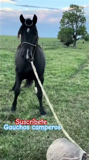 Beginning of horse training 🐴