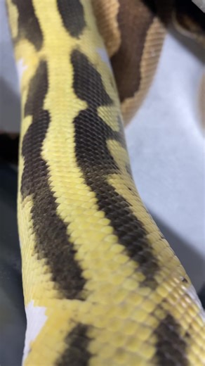 2.9K views · 343 reactions | Kicking off the 2024 season with Yellowbelly Desert Ghost Pied X Clown. The next generation of pairings for @ballpythons101  #letsgo #ballpythons101 #statementpairing #hustlehard #desertghostballpython | Ball Pythons 101 | Facebook