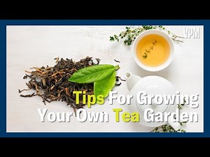 Tips to Grow your own Special-Tea Garden
