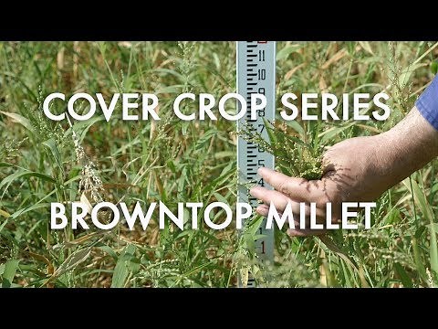 Browntop Millet: Noble Cover Crop Series