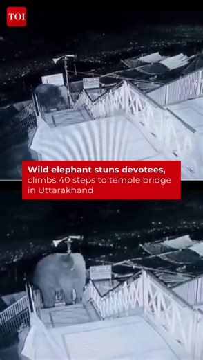 A wild #elephant stunned devotees at Garjiya Devi Temple in #Ramnagar by climbing nearly 40 steps to the #temple bridge. It roamed the area briefly, damaging nearby shops, before retreating peacefully into the# forest at dawn. #Uttarakhand #GarjiyaDeviTemple | The Times of India