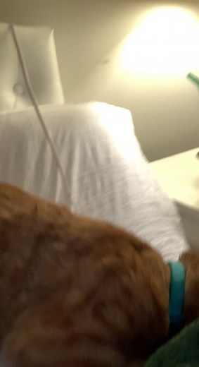 Cheddar was goin thru it lmao #orangecatsoftiktok #captaincheddarbob #orangecatbehavior