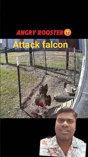 Falcon vs Rooster #chicken #rooster #trending #birds