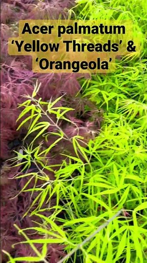 Japanese Maples come in so many awesome colors! Acer palmatum ‘Yellow Threads’ & ‘Orangeola’