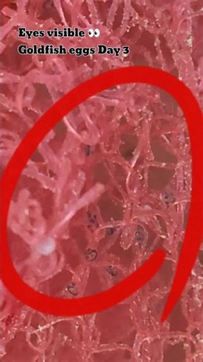 Goldfish Eggs Are ALIVE 👀🐟 | Will They Survive to Hatching? #goldfish #fancygoldfish #petshub #fish