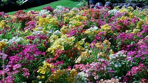 Multi-colored carpet of flowers Bright, vibrant flowers shimmer in the sun The famous gardens of Butchert on Victoria Island. Canada. The Butchart Gardens