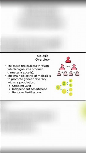 How Genetic Diversity Happens: Crossing Over Explained