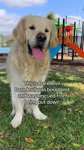 Blind Dog Rescue Story: Meet Daredevil