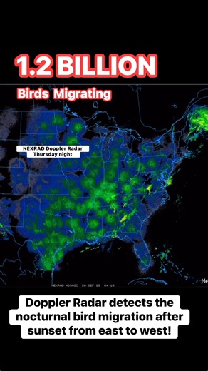 453K views · 4.9K reactions | The peak of the annual Fall bird migration captured on Doppler Radar! An estimated 1.2 BILLION birds were in migration Thursday night. Watch as weather Doppler Radar detects the nocturnal movement of hundreds of millions of birds headed south as the sun sets from east to west! #birds #weather #nature | Meteorologist Chris Vickers | Facebook