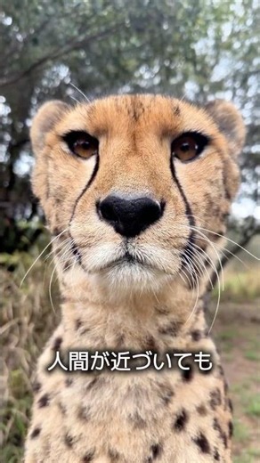 The Personality of a Cheetah