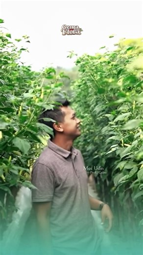 Solusi gagal jelang masa panen cabai merah ‼️ #petanicabe #cabairawit #profudin