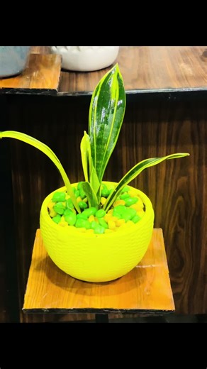 Snake plant ready to gift #flower #foryoupage #flowersworld