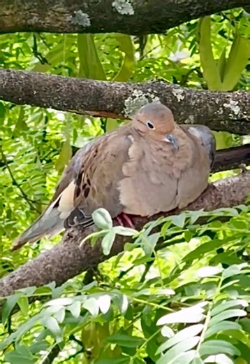 Mourning Dove Borb: What to Call This Excellent Bird Specimen