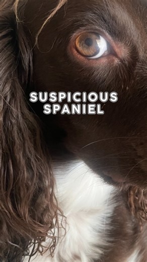 WOODY on Instagram: "The math is mathing 😳 #suspiciousdogs #funnydogs #crimedocumentaries #spaniels #relatable"
