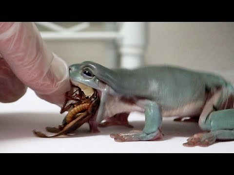 We fed a frog a cockroach which then ate a bunch of mealworms...it was too cute!