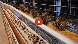 Noal Farm - Raising quail for sustainable eggs and meat is easy. If you live in an urban area that outlaws chickens, quail are a good alternative. Here's how to start quail farm