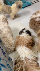 34K views · 337 reactions | Shih Tzu Dog Puppies  #pets | Sandha dip | Facebook