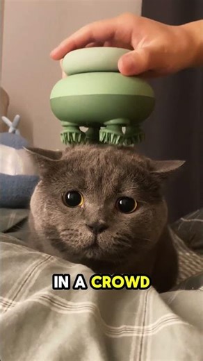 3 Things Your Cat Will NEVER Forget! 🐱