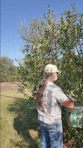 Chinquapin nuts: rare, wild, and delicious — here’s how to grow and harvest them