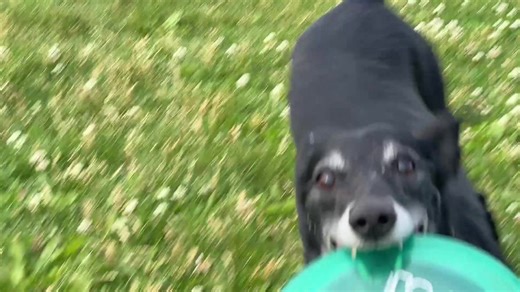 Frisbee Friday! Sailor loves playing frisbee so enjoy some clips from the archive! | Frisbee Rob