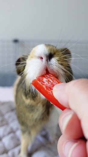 Hi, everyone! When it comes to our pets, it can feel like there’s never enough time together. The average lifespan of a domesticated guinea pig is 5-7 years, but did you know that a guinea pig’s life expectancy can be significantly affected by the care and attention they receive? Here’s what you can provide for your piggies to help them live their lives to the fullest: - A well-balanced diet - High-quality bedding, - A safe, clean, and spacious living space - Socializing with other guinea pigs -