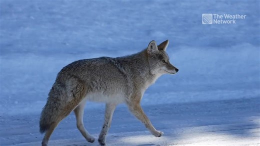 Are coyote sightings more common in fall?